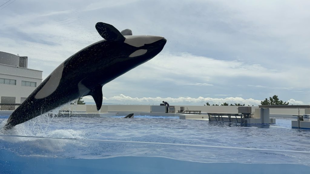 神戸須磨シーワールドのシャチのオルカショー