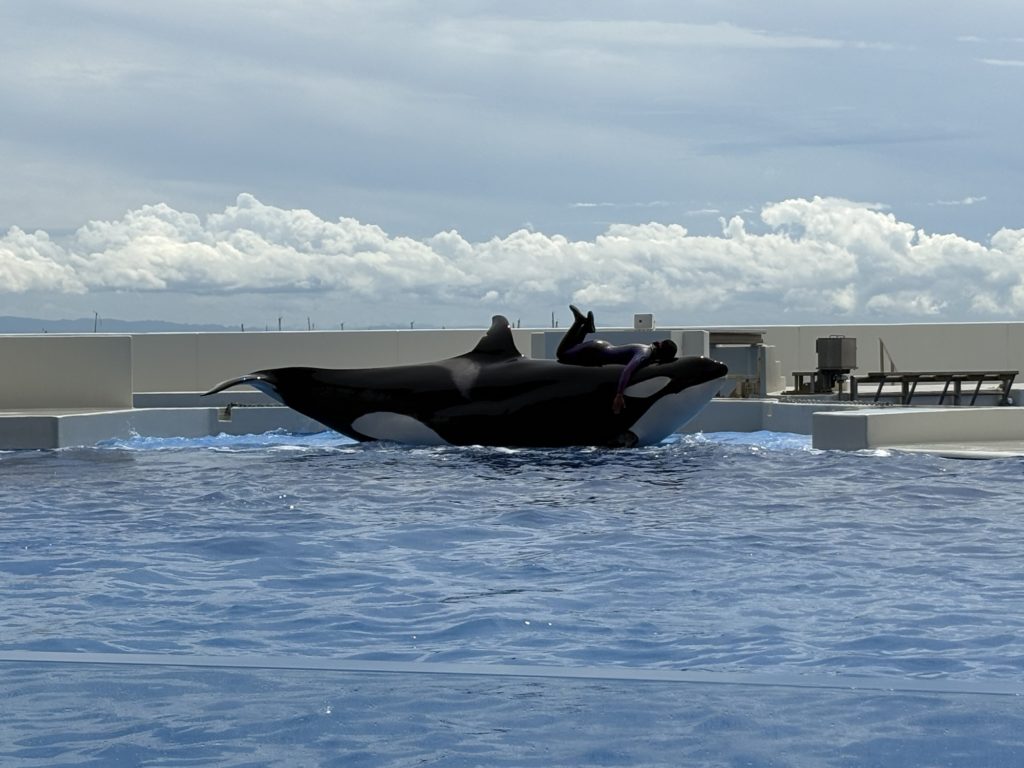 神戸須磨シーワールドのシャチのオルカショー