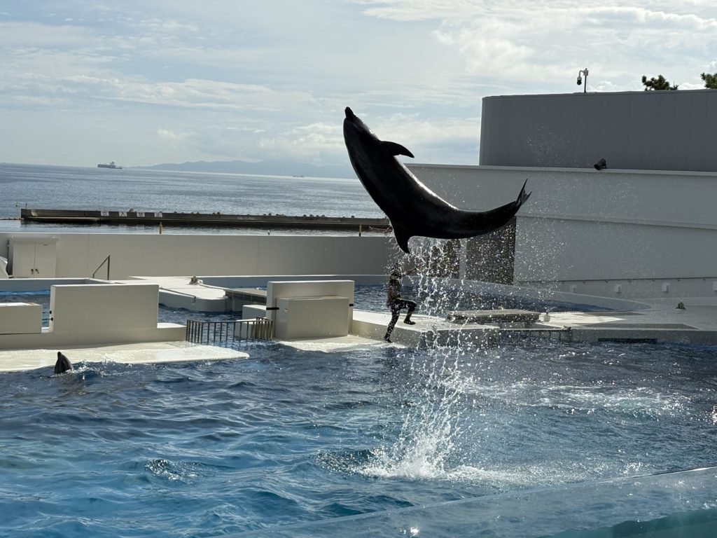 神戸須磨シーワールドのイルカショー